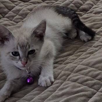 Lightning Roundy -  Domestic Short Hair Cat for Adoption in Eagle Mountain, Utah - Lightning Roundy | PetCurious