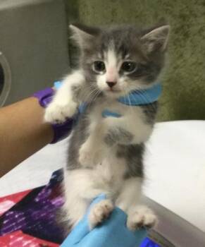 KARLA -  Domestic Short Hair Cat for Adoption in Riverside, California - KARLA | PetCurious