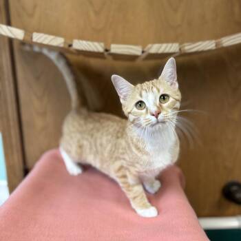 Giada -  Domestic Short Hair Cat Available for Adoption in Fargo, North Dakota - Giada | PetCurious