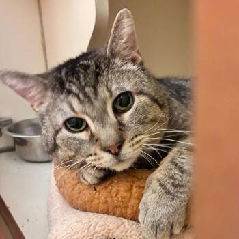 Domestic Short Hair Cats Available for Adoption in Dayton, Ohio - Sugar | PetCurious