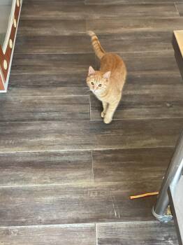 Domestic Short Hair Cats Available for Adoption - Orange Crush (foster Cat) | PetCurious