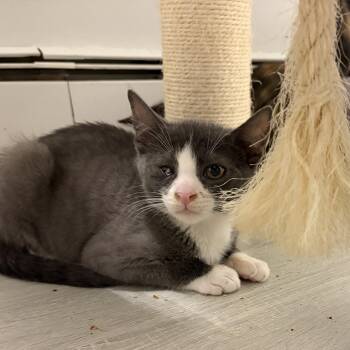 Levi -  Domestic Short Hair Cat for Adoption in Mastic, New York - Levi | PetCurious