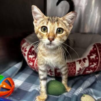 Quarterback -  Domestic Short Hair Cat for Adoption in Stephenville, Texas - Quarterback | PetCurious