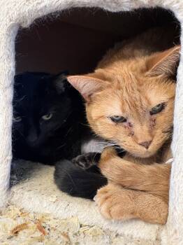 Domestic Short Hair Cats Available for Adoption in Kingston, Massachusetts - Stan & Lydia | PetCurious