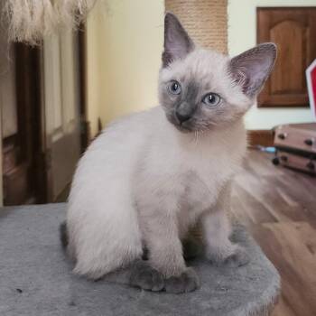 Coriander -  Siamese Cat for Adoption in Eureka Springs, Arkansas - Coriander | PetCurious
