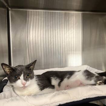 Nikola -  Domestic Short Hair Cat for Adoption in West Palm Beach, Florida - Nikola | PetCurious