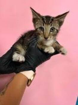 Chandler -  Domestic Short Hair Cat for Adoption in Fort Worth, Texas - Chandler | PetCurious