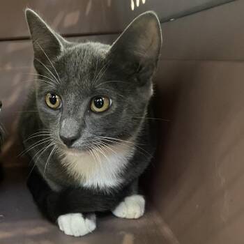 Johnny Bravo -  Domestic Short Hair Cat for Adoption in Harrisonburg, Virginia - Johnny Bravo | PetCurious