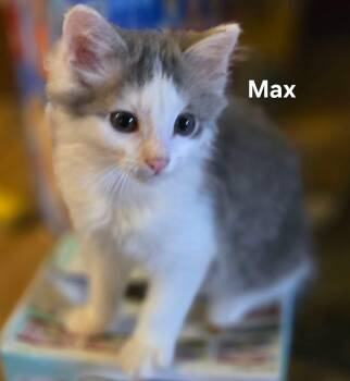 Rescue Domestic Short Hair Cats for Adoption in Chicopee, Massachusetts - Phantom (f), Raven (f), Misty (f), And Max (m) | PetCurious