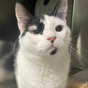 Rescue Domestic Short Hair Cats for Adoption in Cumming, Georgia - Hendrix (fka Finley) | PetCurious