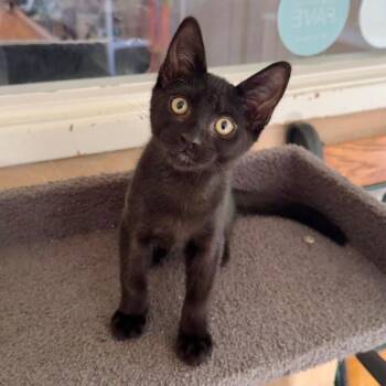 Kiri -  Domestic Short Hair Cat for Adoption in Cambria, California - Kiri | PetCurious