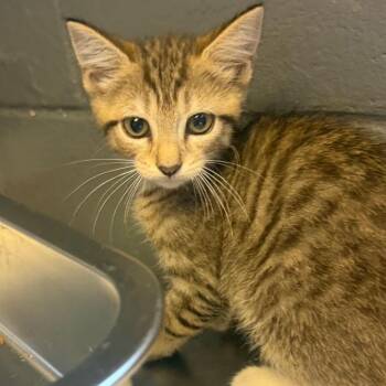 TUSC-Stray-85806_2 -  Domestic Short Hair Cat for Adoption in Tuscaloosa, Alabama - TUSC-Stray-85806_2 | PetCurious