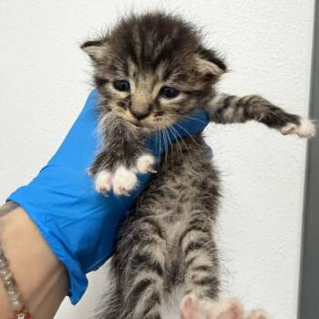 Iggy I3 -  Domestic Short Hair Cat for Adoption in Edinburg, Texas - Iggy I3 | PetCurious