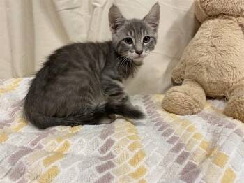 Domestic Short Hair Cats Available for Adoption - STARFIRE | PetCurious