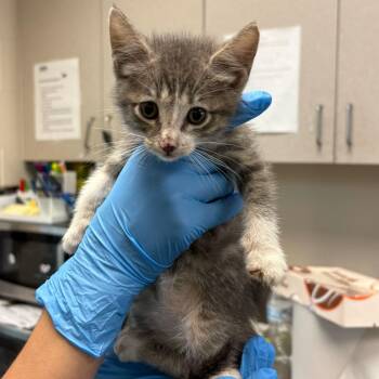 Harmony -  Domestic Short Hair Cat for Adoption in San Antonio, Texas - Harmony | PetCurious