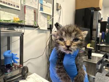 A1933484 -  Domestic Short Hair Cat for Adoption in Thousand Palms, California - A1933484 | PetCurious