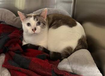 Domestic Short Hair Cats Available for Adoption in Murray, Kentucky - Dakota | PetCurious