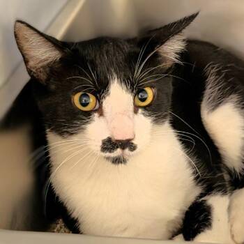 Stache -  Domestic Short Hair Cat for Adoption in Buchanan Dam, Texas - Stache | PetCurious