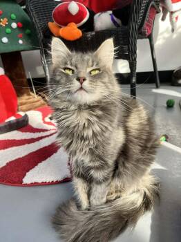 Rescue Maine Coon and Domestic Long Hair Cats for Adoption in Tavares, Florida - Ghost | PetCurious
