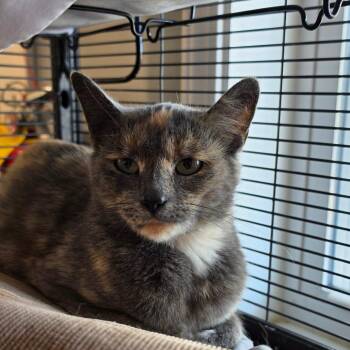 Domestic Short Hair Cats Available for Adoption in Muncie, Indiana - Cheese Danish | PetCurious