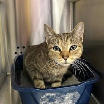 Domestic Short Hair Cats Available for Adoption in Knoxville, Tennessee - Maisie | PetCurious