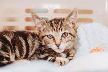 93709A Fruit Fly -  Domestic Short Hair Cat for Adoption in North Charleston, South Carolina - 93709A Fruit Fly | PetCurious