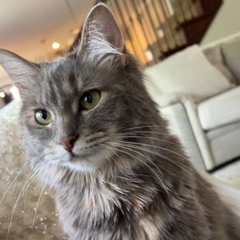 Qamar -  Domestic Long Hair Cat for Adoption in Belleville, Illinois - Qamar | PetCurious