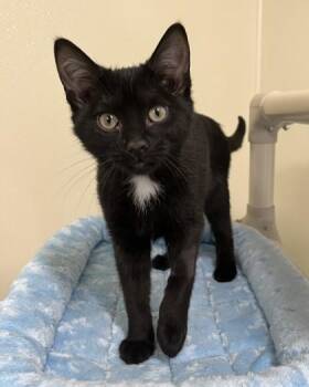 Domestic Short Hair Cats Available for Adoption in Cashiers, North Carolina - Pepper | PetCurious