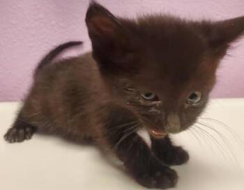 Domestic Short Hair Cats Available for Adoption in El Paso, Texas - Bruce | PetCurious