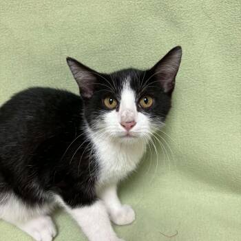 Kai -  Domestic Short Hair Cat for Adoption in Waterloo, Iowa - Kai | PetCurious