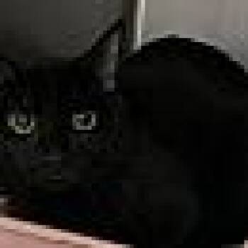 Domestic Short Hair Cats Available for Adoption in Yorkville, Illinois - Weezy | PetCurious