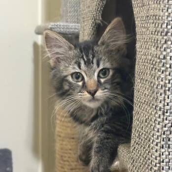 Jack -  Domestic Long Hair Cat for Adoption in Grantsville, Utah - Jack | PetCurious