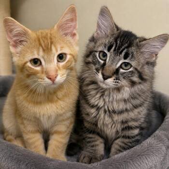 Sonny and Cher -  Domestic Long Hair Cat for Adoption in Pontiac, Michigan - Sonny And Cher | PetCurious