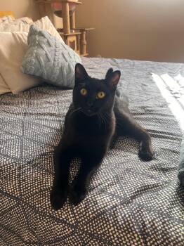 Domestic Short Hair Cats Available for Adoption in Los Altos, California - Snugs | PetCurious