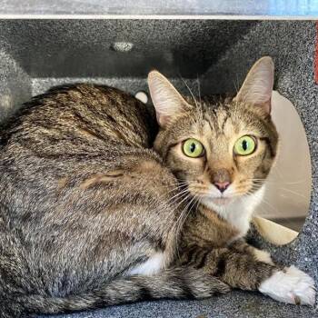 Selena -  Domestic Short Hair Cat for Adoption in West Palm Beach, Florida - Selena | PetCurious