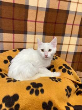 Rescue Domestic Long Hair Cats for Adoption in Benld, Illinois - Mr. Fancy Pants | PetCurious