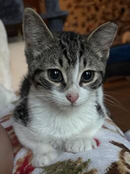Kiran -  Domestic Short Hair Cat for Adoption in Panama City, Florida - Kiran | PetCurious