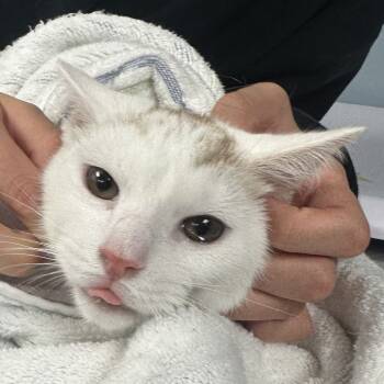 Rescue Domestic Short Hair Cats for Adoption in Vineland, New Jersey - Chips | PetCurious