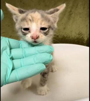 SHORT CAKE -  Domestic Short Hair Cat for Adoption in Riverside, California - SHORT CAKE | PetCurious