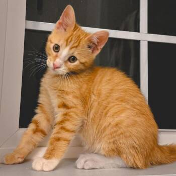 Creamsicle Jessup -  Domestic Short Hair Cat for Adoption in Eagle Mountain, Utah - Creamsicle Jessup | PetCurious