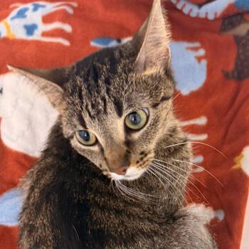 Domestic Short Hair Cats Available for Adoption in Evansville, Indiana - Josey | PetCurious