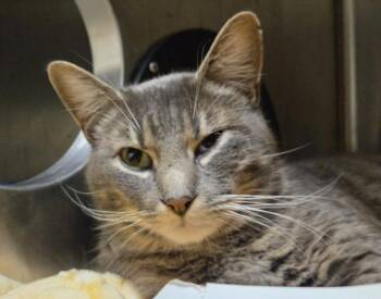 Domestic Short Hair Cats Available for Adoption - STRIPES | PetCurious