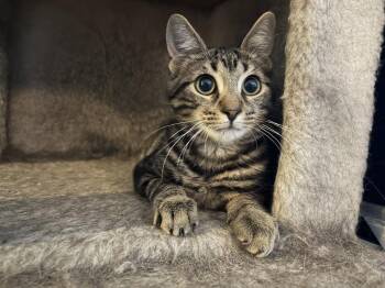 Mitzy -  Domestic Short Hair Cat for Adoption in Philadelphia, Pennsylvania - Mitzy | PetCurious