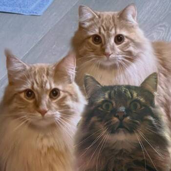 Rescue Maine Coon and Domestic Long Hair Cats for Adoption in Minneapolis, Minnesota - Hoggle, Ludo & Toby (Bonded Trio) | PetCurious