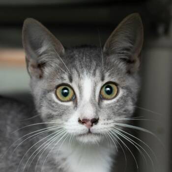 Skittles -  Domestic Short Hair Cat for Adoption in Middletown, Rhode Island - Skittles | PetCurious