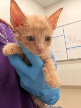 GARFIELD -  Domestic Short Hair Cat for Adoption in Baytown, Texas - GARFIELD | PetCurious