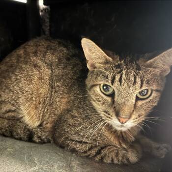 Rescue Domestic Short Hair Cats for Adoption in South Elgin, Illinois - Tigger | PetCurious