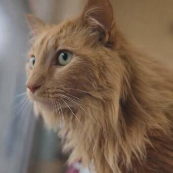 Domestic Long Hair and Maine Coon Cats Available for Adoption - Pumpkin Aka MUFASA | PetCurious