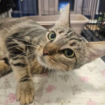 Lamby -  Domestic Short Hair Cat for Adoption in Grantsville, Utah - Lamby | PetCurious
