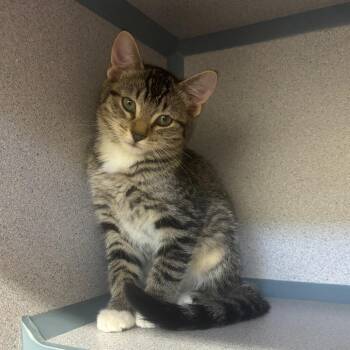 Arch -  Domestic Short Hair Cat for Adoption in Marshalltown, Iowa - Arch | PetCurious